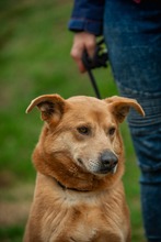 JETHRO, Hund, Mischlingshund in Ungarn - Bild 28