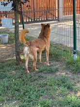 JETHRO, Hund, Mischlingshund in Ungarn - Bild 4