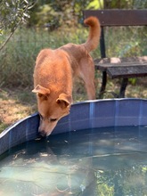 JETHRO, Hund, Mischlingshund in Ungarn - Bild 6