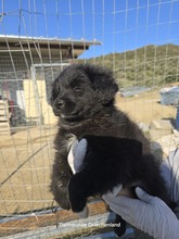 LIKOS, Hund, Mischlingshund in Griechenland - Bild 2