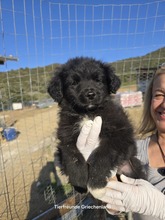 LIKOS, Hund, Mischlingshund in Griechenland - Bild 3