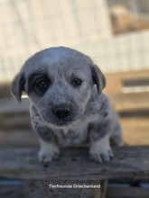 MRSLOU, Hund, Mischlingshund in Griechenland - Bild 2