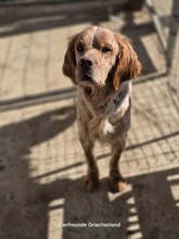 SUNNY, Hund, English Setter in Griechenland - Bild 1