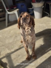 SUNNY, Hund, English Setter in Griechenland - Bild 2