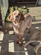 SUNNY, Hund, English Setter in Griechenland - Bild 3