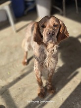 SUNNY, Hund, English Setter in Griechenland - Bild 4