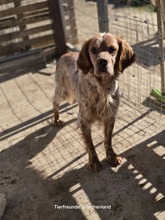 SUNNY, Hund, English Setter in Griechenland - Bild 5