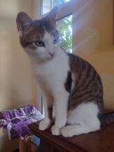 LUDWIG, Katze, Europäisch Kurzhaar in Berlin - Bild 10