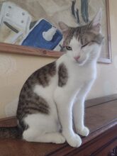 LUDWIG, Katze, Europäisch Kurzhaar in Berlin - Bild 11