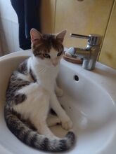 LUDWIG, Katze, Europäisch Kurzhaar in Berlin - Bild 12