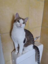 LUDWIG, Katze, Europäisch Kurzhaar in Berlin - Bild 13