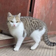 LUDWIG, Katze, Europäisch Kurzhaar in Berlin - Bild 3