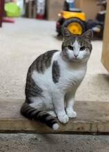 LUDWIG, Katze, Europäisch Kurzhaar in Berlin - Bild 8