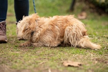 SOCRATES, Hund, Mischlingshund in Ungarn - Bild 10