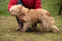 SOCRATES, Hund, Mischlingshund in Ungarn - Bild 11