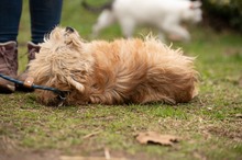 SOCRATES, Hund, Mischlingshund in Ungarn - Bild 12