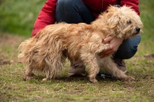 SOCRATES, Hund, Mischlingshund in Ungarn - Bild 7