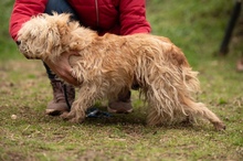 SOCRATES, Hund, Mischlingshund in Ungarn - Bild 9