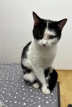 LILLI, Katze, Europäisch Kurzhaar in Berlin - Bild 13