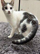 LILLI, Katze, Europäisch Kurzhaar in Berlin - Bild 2