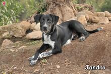 JANDRO, Hund, Mischlingshund in Donzdorf - Bild 3