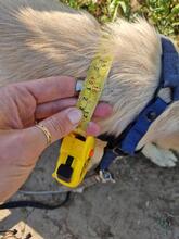 LOTTI, Hund, Mischlingshund in Rumänien - Bild 10