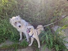 LOTTI, Hund, Mischlingshund in Rumänien - Bild 11