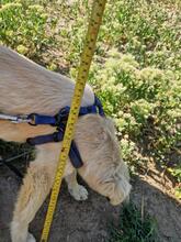 LOTTI, Hund, Mischlingshund in Rumänien - Bild 12