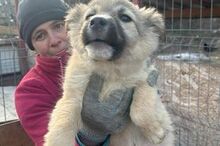 LOTTI, Hund, Mischlingshund in Rumänien - Bild 6