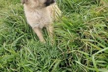 LOTTI, Hund, Mischlingshund in Rumänien - Bild 9