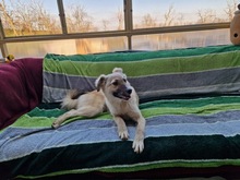 LOTTI, Hund, Mischlingshund in Pommersfelden