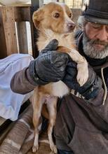 CALISSY, Hund, Mischlingshund in Rumänien - Bild 13