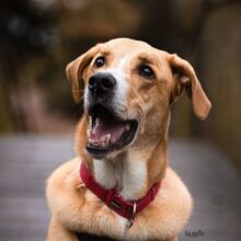 ULISES, Hund, Mischlingshund in Kreuztal - Bild 1