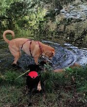 ULISES, Hund, Mischlingshund in Kreuztal - Bild 2