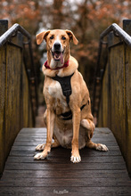 ULISES, Hund, Mischlingshund in Kreuztal - Bild 3