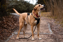 ULISES, Hund, Mischlingshund in Kreuztal - Bild 5