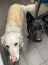 JONA, Hund, Deutscher Schäferhund-Mix in Berlin - Bild 2