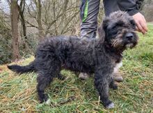 NATY, Hund, Mischlingshund in Slowakische Republik - Bild 2