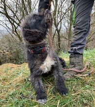 NATY, Hund, Mischlingshund in Slowakische Republik - Bild 3