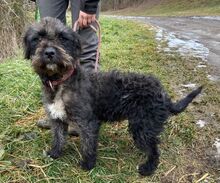 NATY, Hund, Mischlingshund in Slowakische Republik - Bild 4