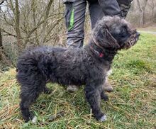 NATY, Hund, Mischlingshund in Slowakische Republik - Bild 6