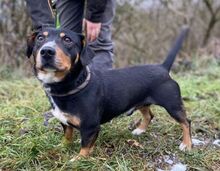 PHINEAS, Hund, Dackel-Mix in Slowakische Republik - Bild 2