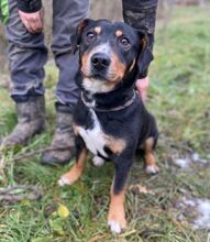 PHINEAS, Hund, Dackel-Mix in Slowakische Republik - Bild 3