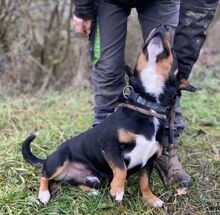 PHINEAS, Hund, Dackel-Mix in Slowakische Republik - Bild 4