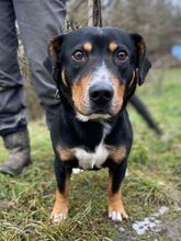 PHINEAS, Hund, Dackel-Mix in Slowakische Republik - Bild 6