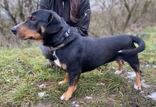 PHINEAS, Hund, Dackel-Mix in Slowakische Republik - Bild 7