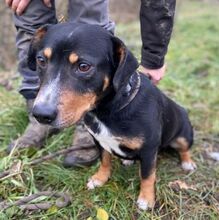 PHINEAS, Hund, Dackel-Mix in Slowakische Republik - Bild 9