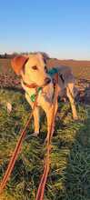 DOHA 014-25-A, Hund, Mischlingshund in Bergisch Gladbach - Bild 2