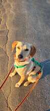 DOHA 014-25-A, Hund, Mischlingshund in Bergisch Gladbach - Bild 3