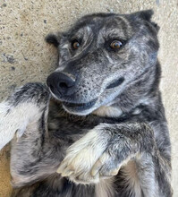 LOBA, Hund, Mischlingshund in Spanien - Bild 1